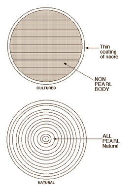 Diagram of Natural Pearl Showing Nacre Thickness